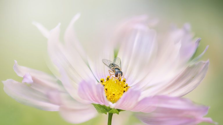 Comment aider les soverflies dans votre cour – découvrez le rôle crucial qu’ils jouent et 5 plantes ces pollinisateurs sous-estimés aiment Hoverfly on pink cosmos flower