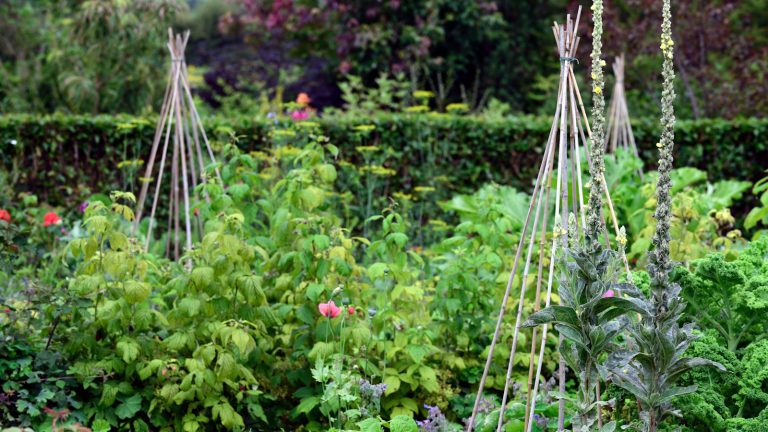 Comment se débarrasser des mouches des graines de haricot – Un expert en lutte contre les ravageurs révèle comment garder les cultures à l’abri de ces graines de graines How to get rid of bean seed flies
