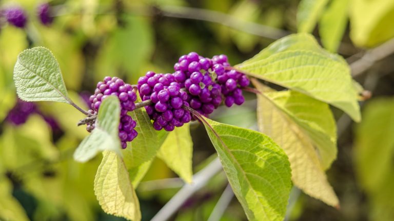 Avril est le moment idéal pour tailler les arbustes Beautyberry – pour une étonnante démonstration de baies dynamiques cet automne Close up of the purple berries of an American beautyberry in fall