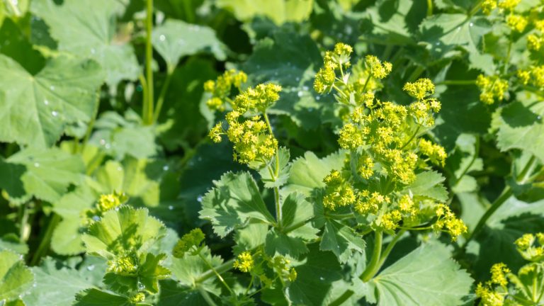 Comment cultiver le manteau de Lady – pour une plante de couverture de sol tolérante à l’ombre qui prospérera dans des frontières difficiles Alchemilla mollis, or lady's mantle, with green leaves and yellow flowers in a sunny border
