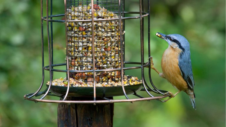Les jardiniers mettent des pâtes dans les mangeoires d’oiseaux ce printemps – mais il y a un avertissement important que vous devez savoir avant de suivre le pas Put pasta in bird feeder