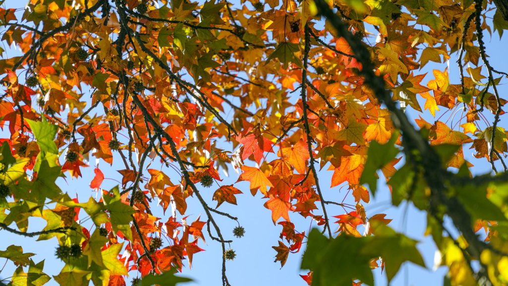 The red foliage and spiky fruits of a Liquidambar styraciflua tree, also known as sweetgum