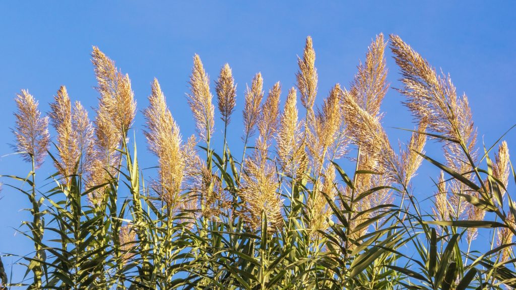 Giant reed grass, Arundo donax, an invasive plant growing in summer with blue sky beyond