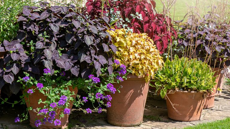 Meilleures usines à faible entretien pour pots – 7 variétés de fleurs et de feuillage sans tracas qui survivront sans arrosage régulier Heuchera plants in terracotta pots