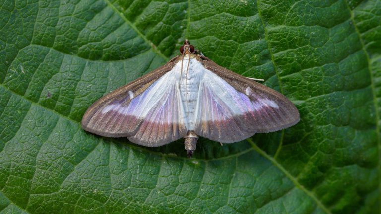 Ces 5 espèces végétales aideront à attirer et à nourrir un pollinisateur nocturne sous-estimé qui est crucial pour chaque cour Box tree moth (Cydalima perspectalis) on a leaf