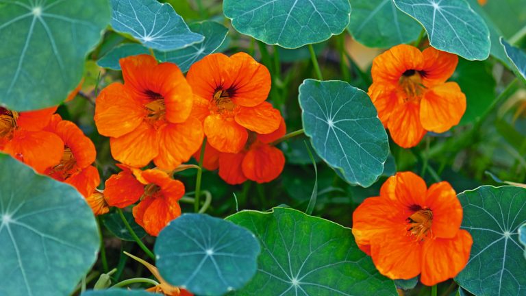 Cette usine peut réduire les problèmes de ravageurs de 3 manières – un horticulteur révèle exactement comment cela vous aidera à cultiver des légumes mieux que jamais Green leaves and orange flowers of a nasturtium plants