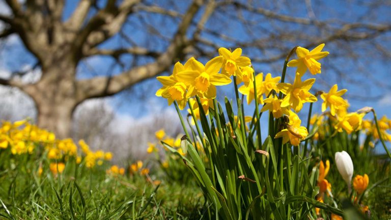 Quand puis-je transplanter des jonquilles? Des conseils d’experts sur la façon d’obtenir le timing exactement correctement daffodils