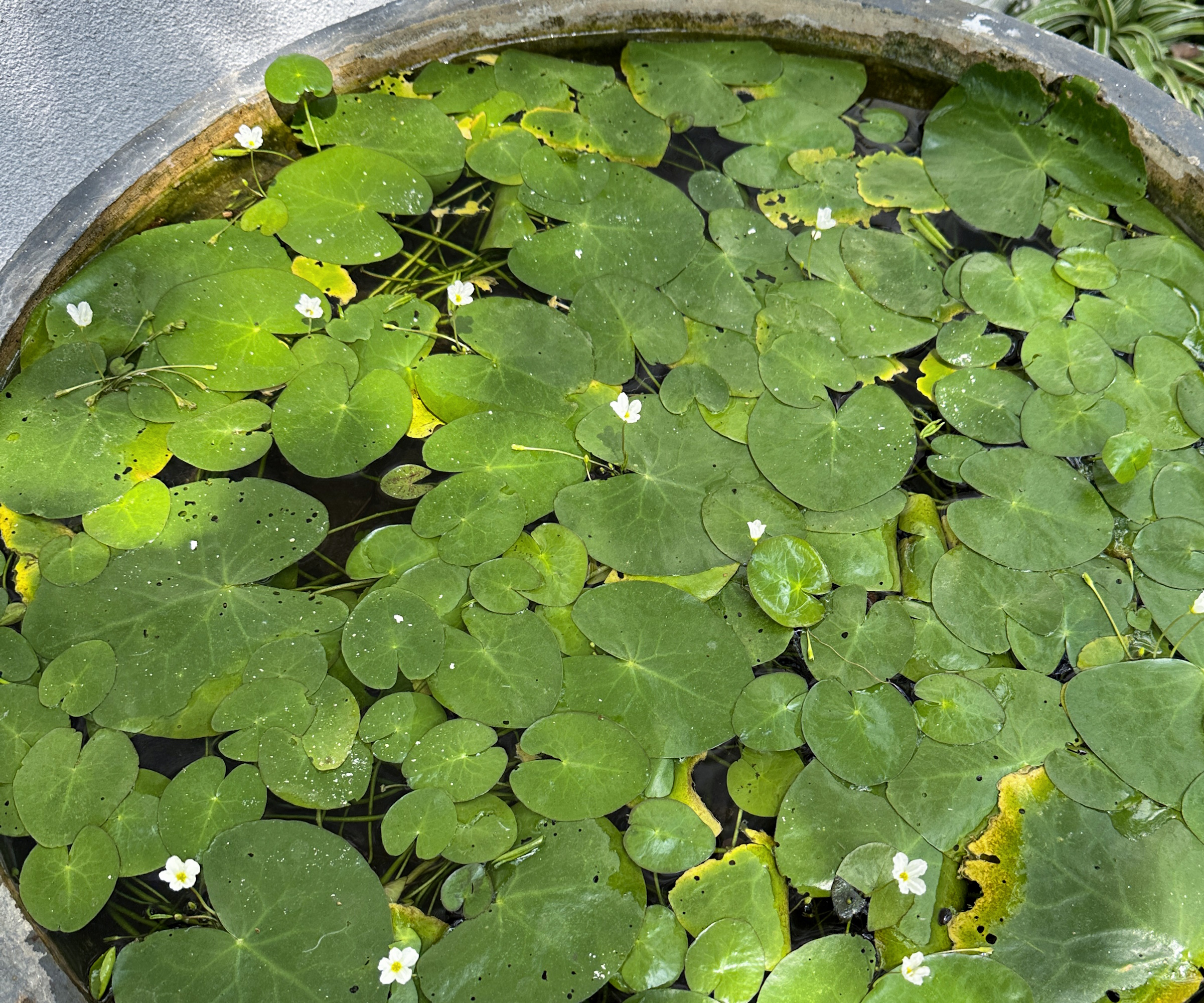 Image en gros plan du vieux baril de vin en bois à vélo dans un étang de poisson rouge, surface de l'eau recouverte de lis miniatures
