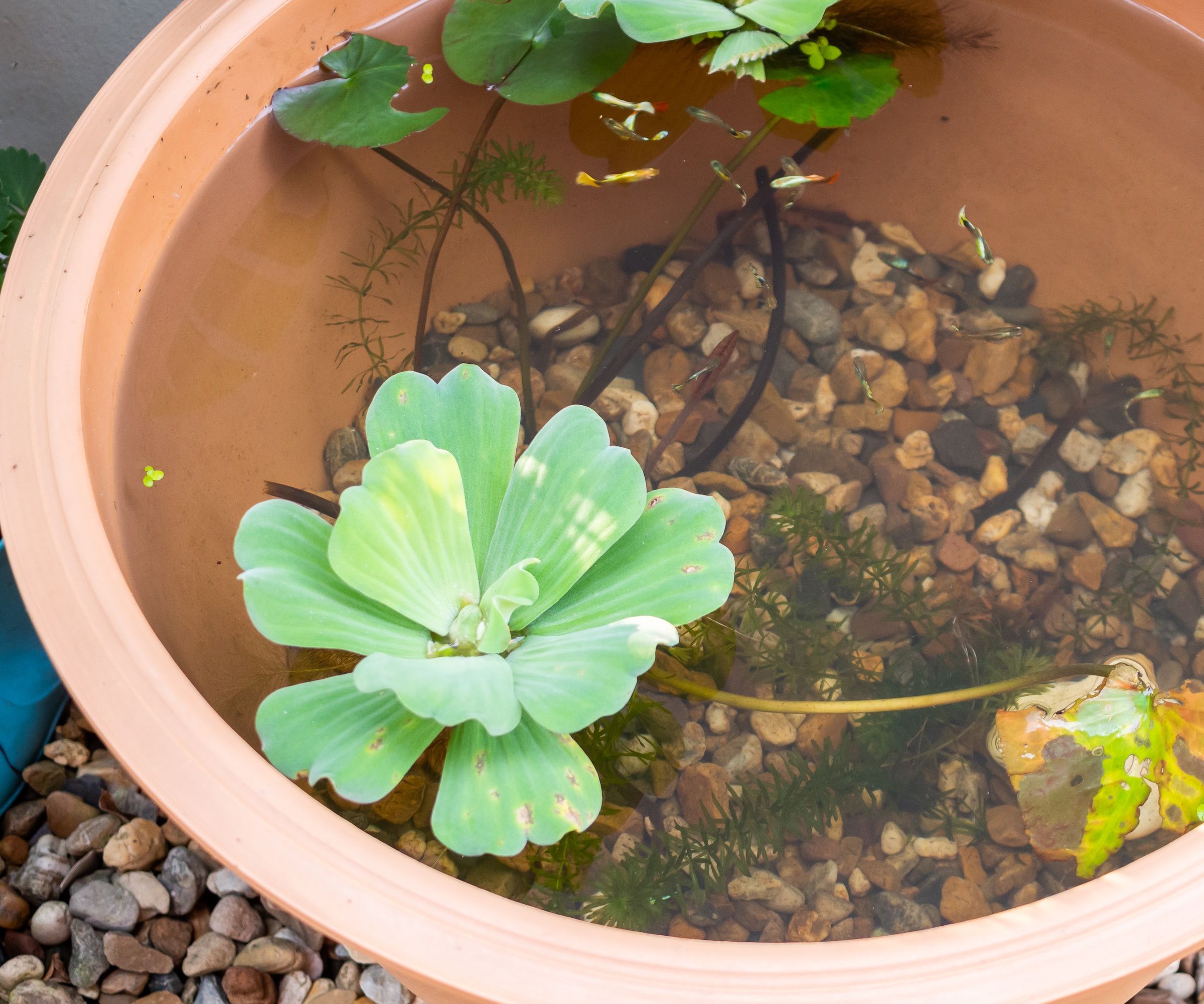 Fish Guppy dans le petit étang de lotus fabriqué dans un pot en terre cuite