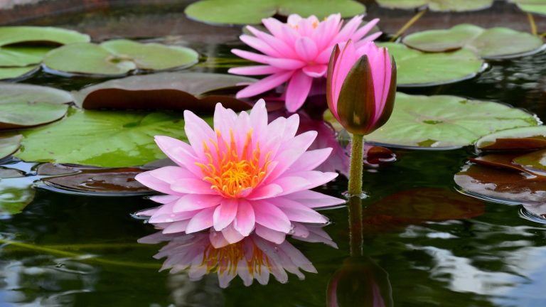 Pink water lilies in a garden pond