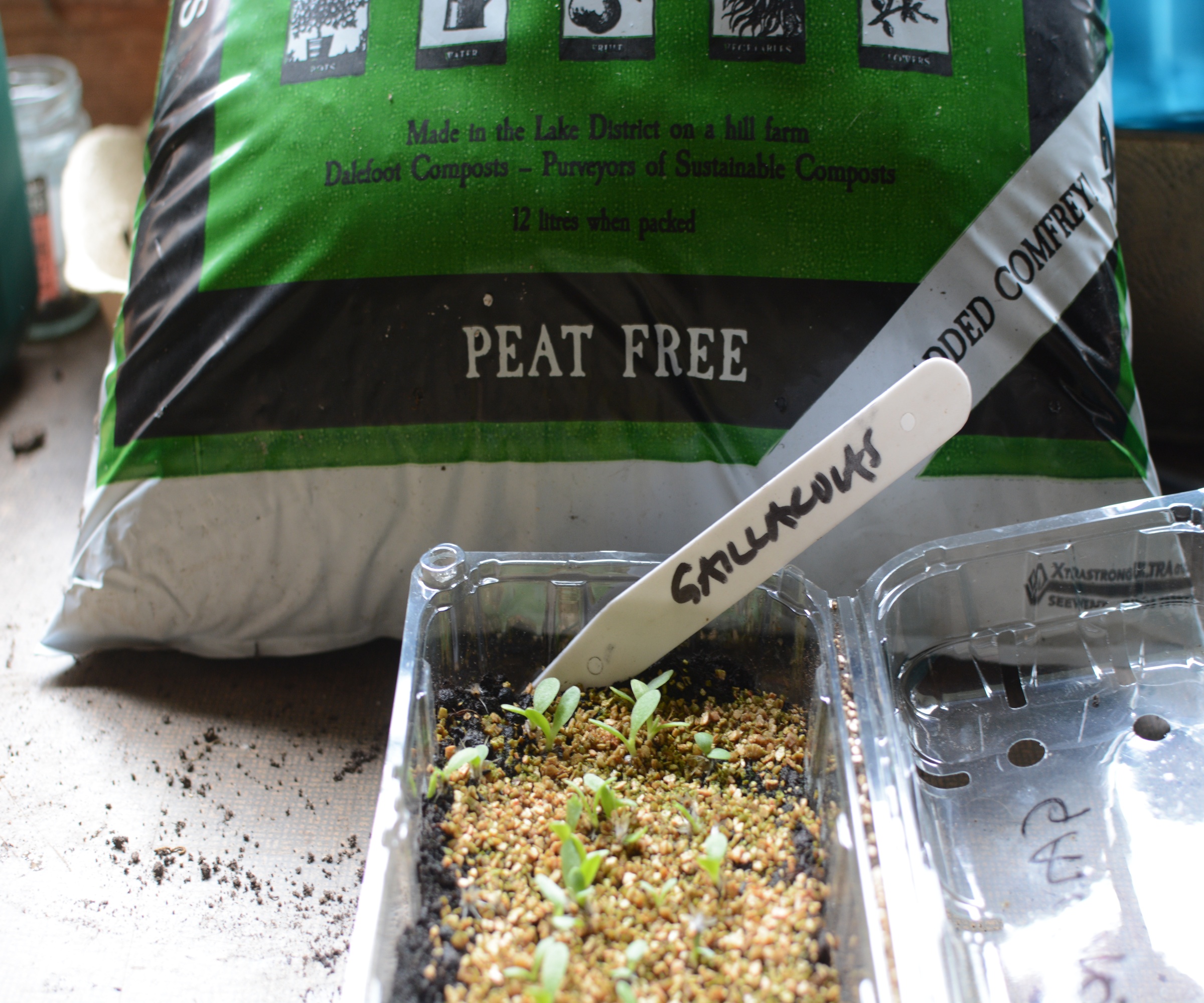 Plants de grillate sains cultivés dans du compost sans tourbe