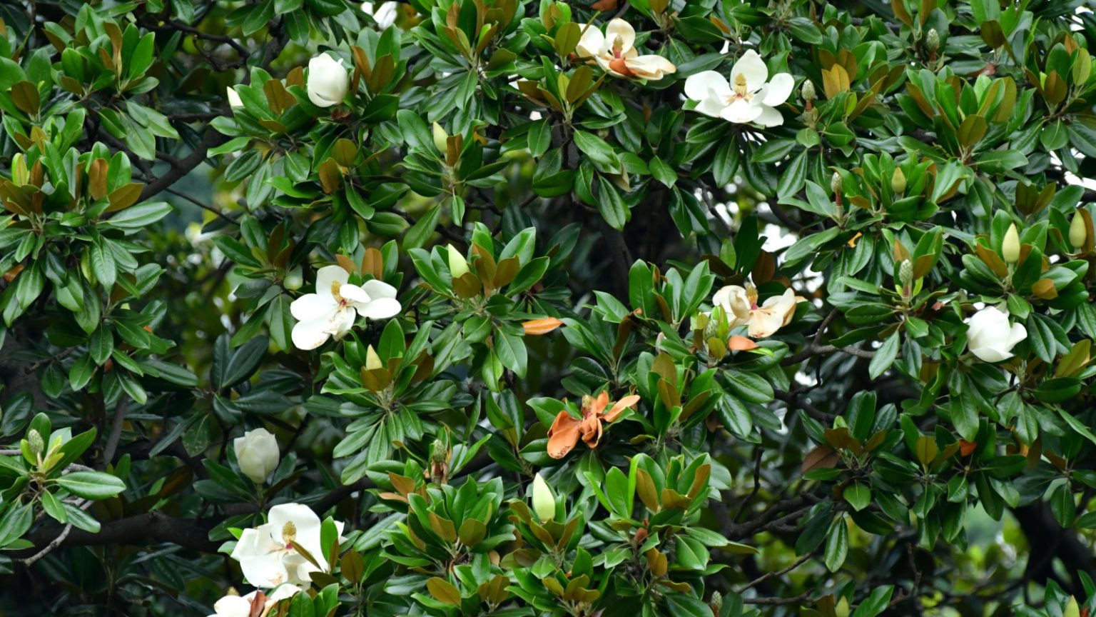 Comment prendre des boutures de magnolia à feuilles persistantes – la fin de l’été est le meilleur moment pour prendre des boutures semi-mûres et cultiver plus de magnolia gratuitement Green leaves and white flowers of a Magnolia grandiflora or Southern magnolia