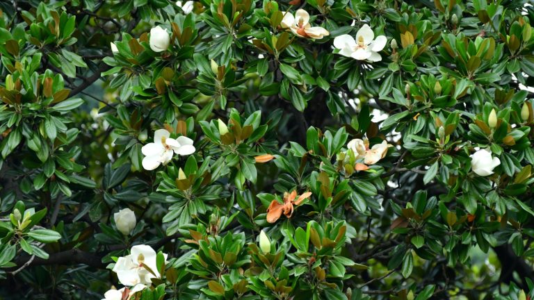 Comment prendre des boutures de magnolia à feuilles persistantes – la fin de l’été est le meilleur moment pour prendre des boutures semi-mûres et cultiver plus de magnolia gratuitement Green leaves and white flowers of a Magnolia grandiflora or Southern magnolia