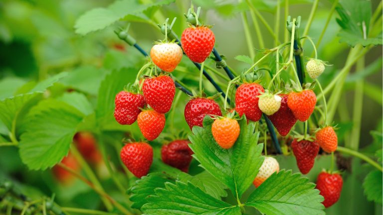 using wool on strawberry plants