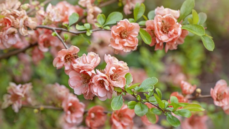 The peach flowers of a spring-flowering Japanese flowering quince