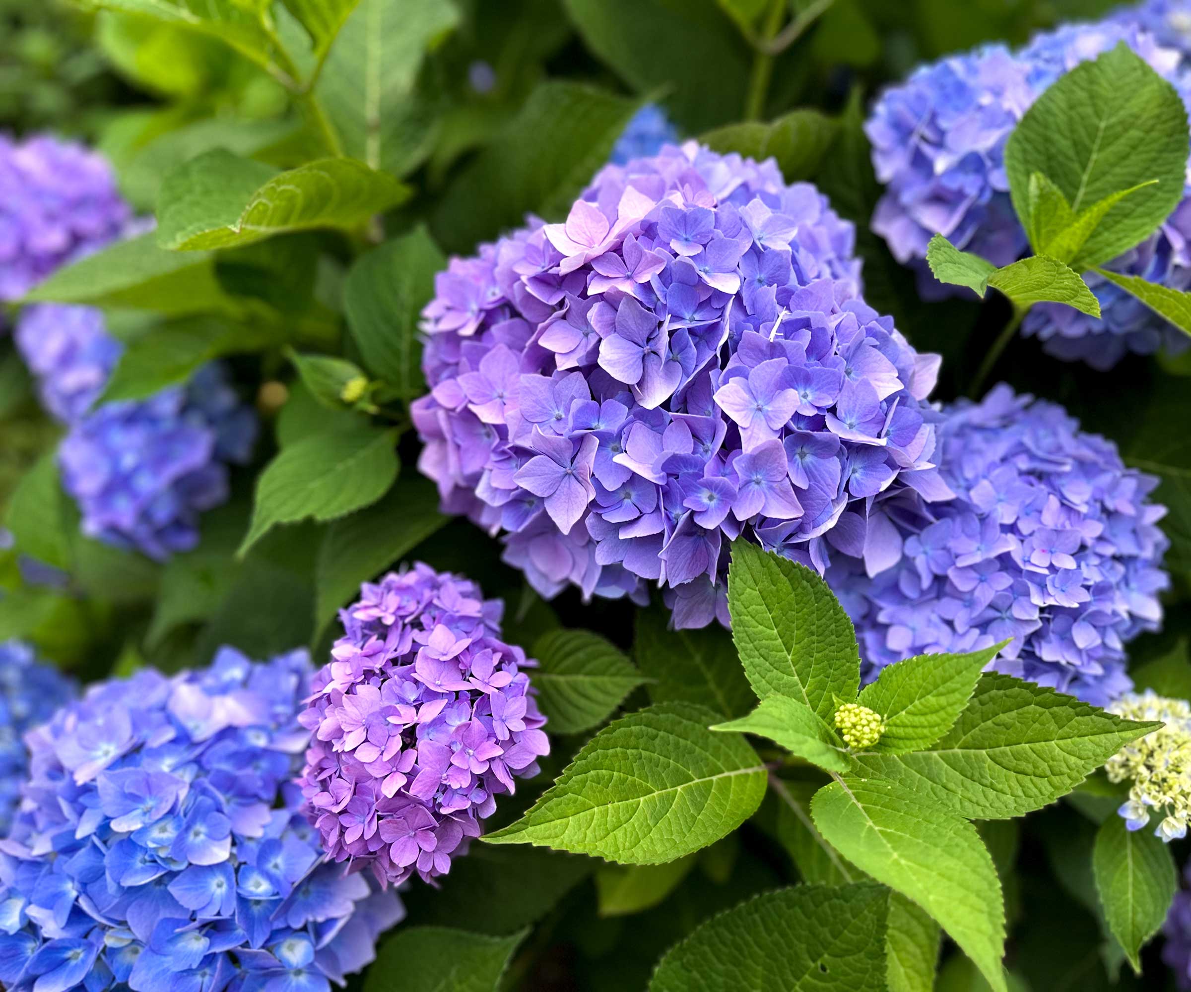 Fleurs d'hortensia bleue sur l'arbuste