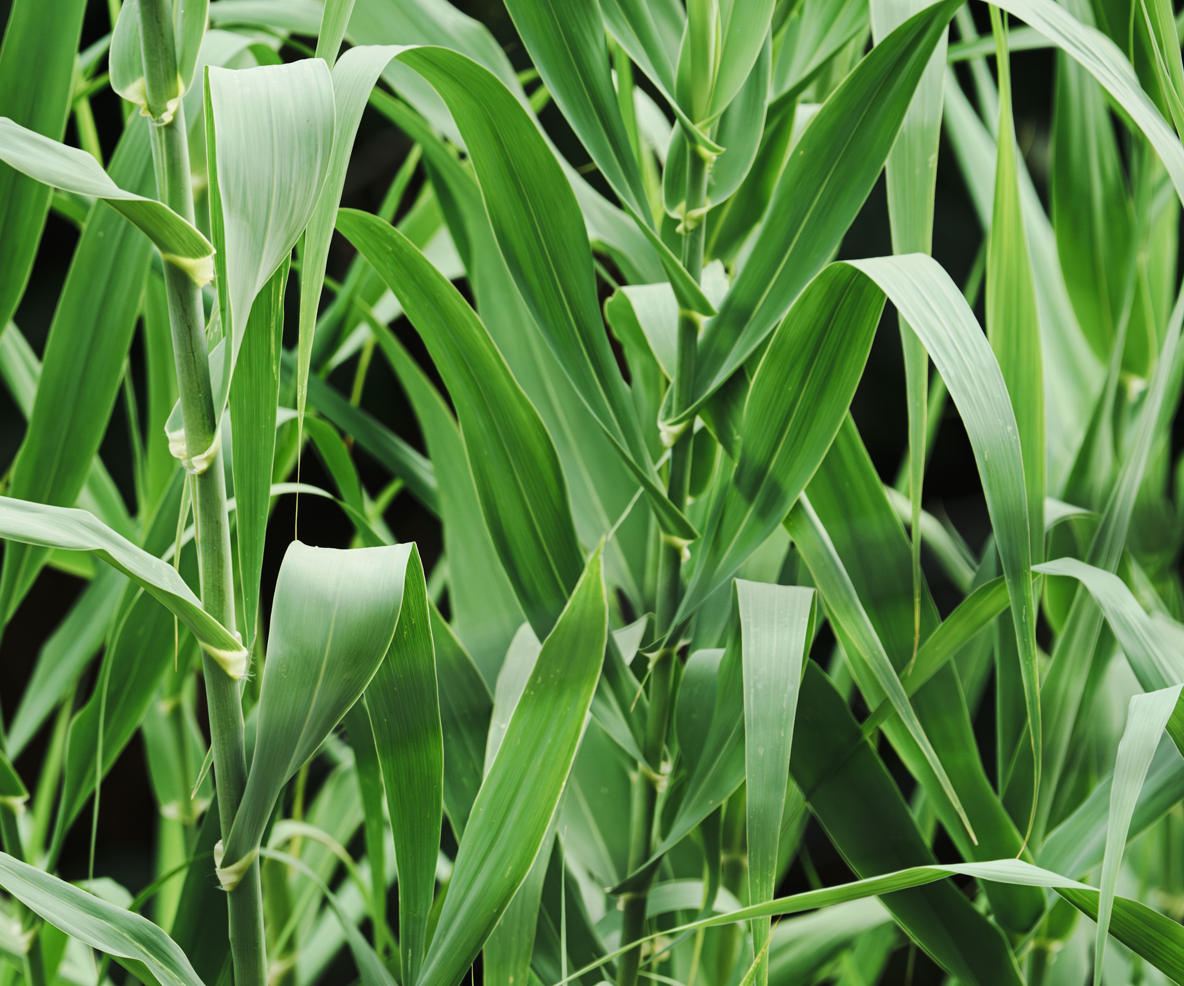 Herbe de roseau géante, avec feuillage vert en été