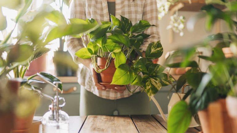 7 habitudes que tous les bons parents de plante ont, selon les experts des plants d’intérieur – le numéro 3 vous surprendra le plus Zodiac houseplants