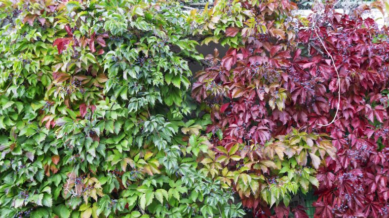 Comment cultiver Virginia Creeper – il peut diviser l’opinion, mais cette vigne à croissance rapide et tolérante couvrira les murs et les clôtures en un temps record Red and green leaves of Virginia creeper growing across a garden wall