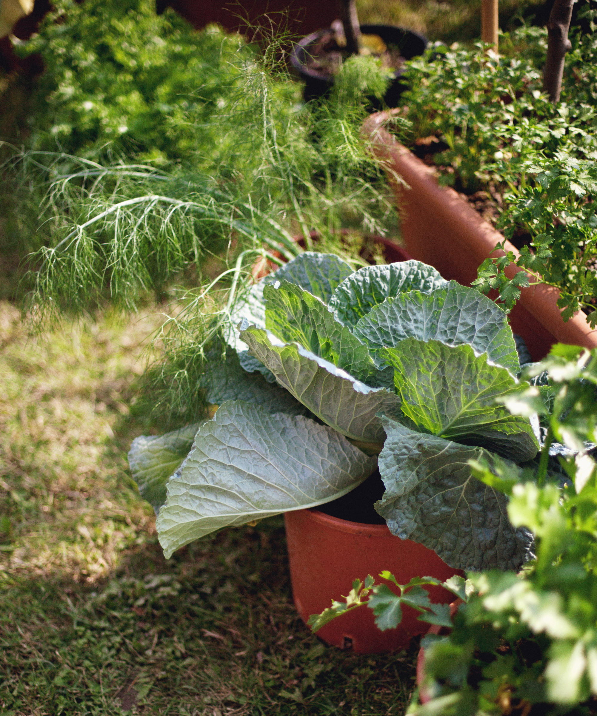 Un chou poussant dans un pot en terre cuite