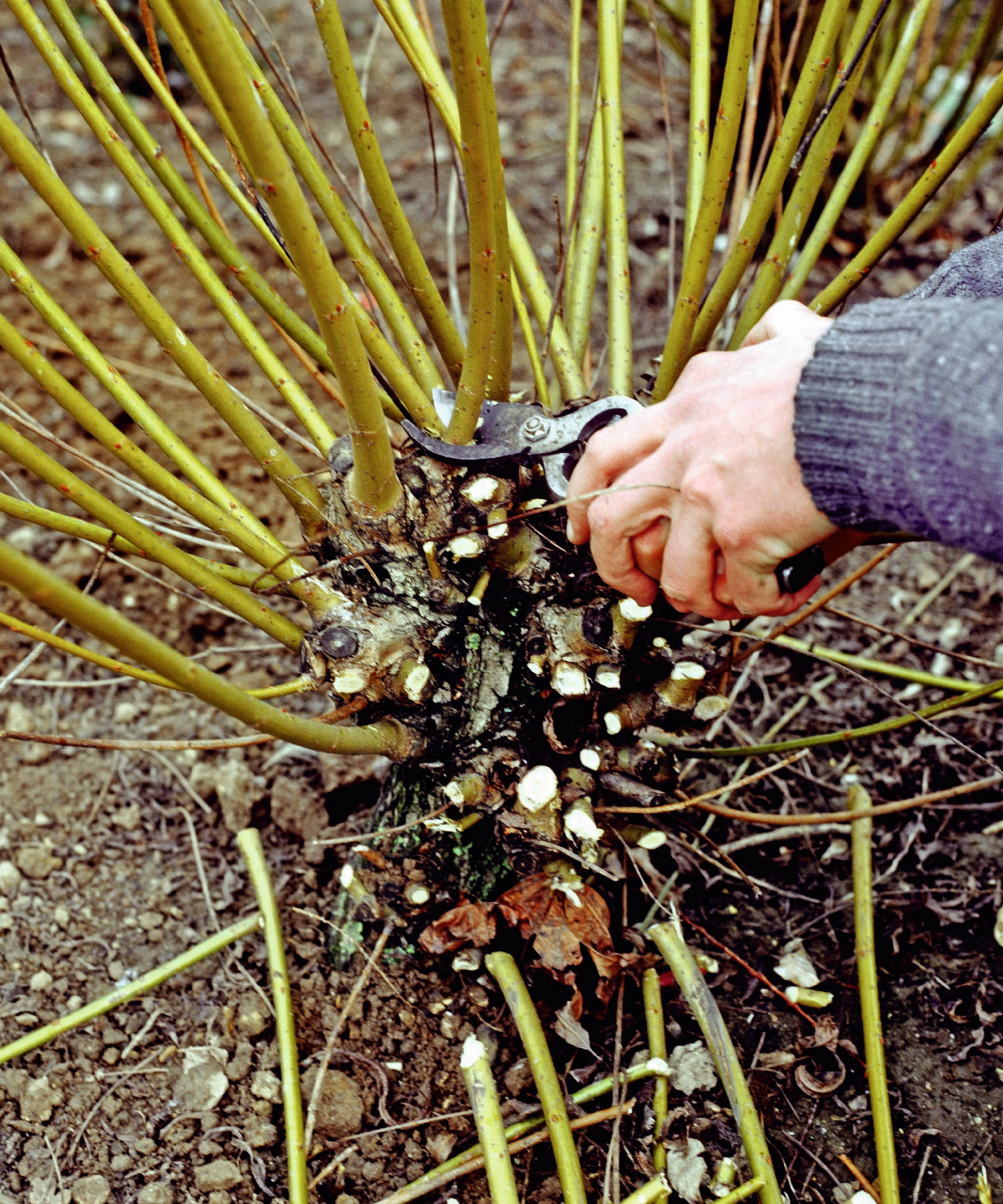 Un jardinier à ticping de cornus avec des cisaillements d'élagage