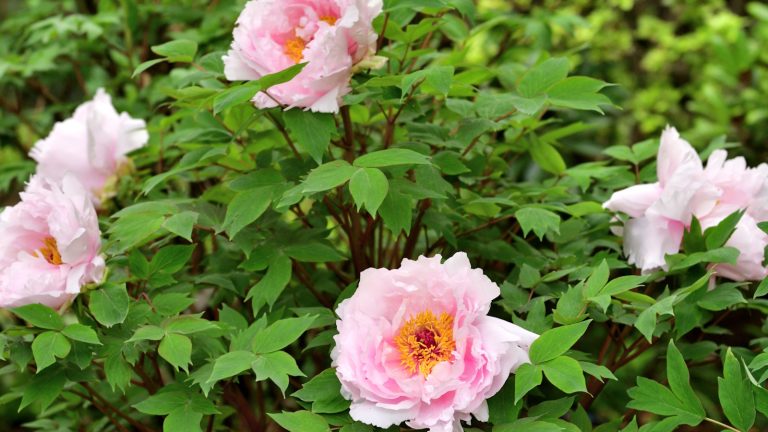 Comment faire pousser des pivoines d’arbres dans des pots – pour un arbuste à couper le souffle qui prospérera dans des mètres partiellement ombragés Tree peony with pink flowers
