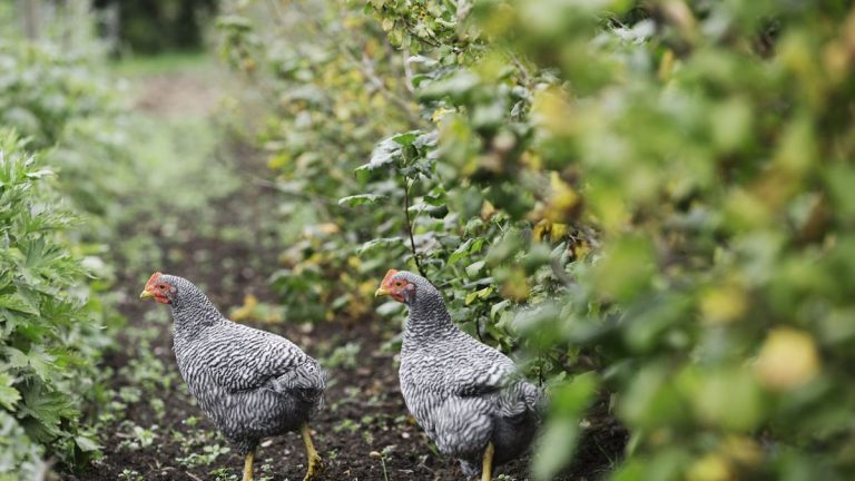 Comment garder les poulets hors des parterres de fleurs - 6 méthodes éprouvées