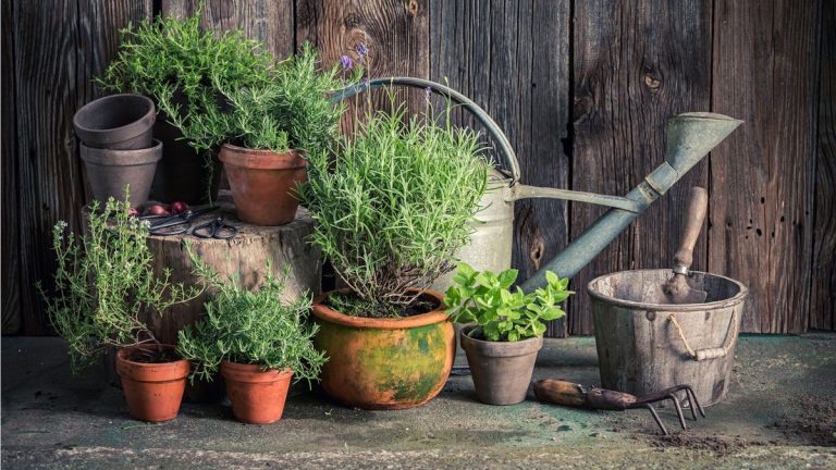 Déménager des herbes à l’extérieur pourrait maintenant les tuer, prévient un expert en jardinage – voici quand le faire à la place, plus des conseils pour une transition en douceur Déménager des herbes à l'extérieur pourrait maintenant les tuer, prévient un expert en jardinage - voici quand le faire à la place, plus des conseils pour une transition en douceur