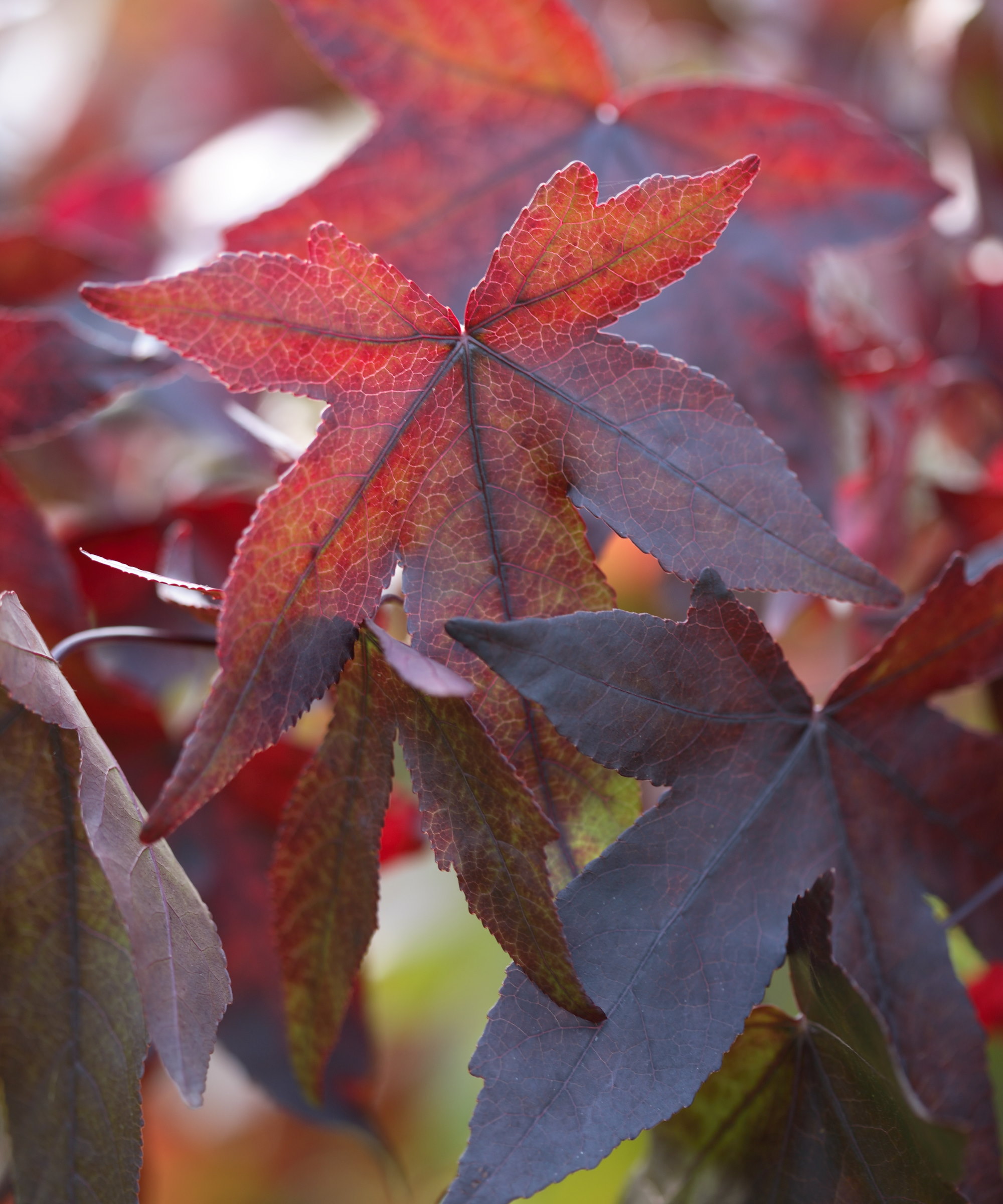 Le feuillage de l'automne rouge foncé de Liquidambar Styraciflua, alias le sweetgum arbre