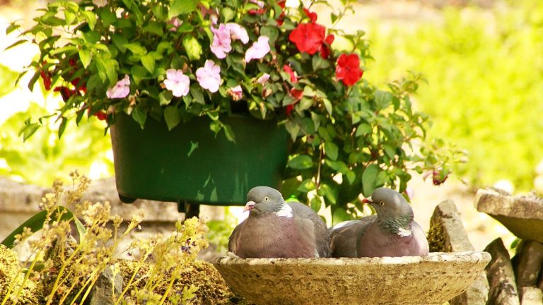 Les experts de la faune partagent les couleurs inhabituelles qui dissuaderont les pigeons de votre cour – et comment les ajouter subtilement et avec goût Les experts de la faune partagent les couleurs inhabituelles qui dissuaderont les pigeons de votre cour - et comment les ajouter subtilement et avec goût