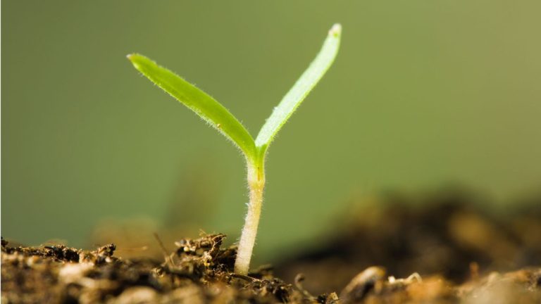 Les experts disent d'utiliser uniquement le compost fait maison après l'avoir testé avec cette méthode de sécurité - ils disent que cela garantira un sol sain et soutenir la croissance des plantes