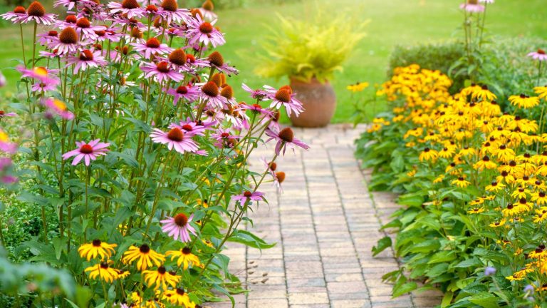 Rudbeckia and echinacea