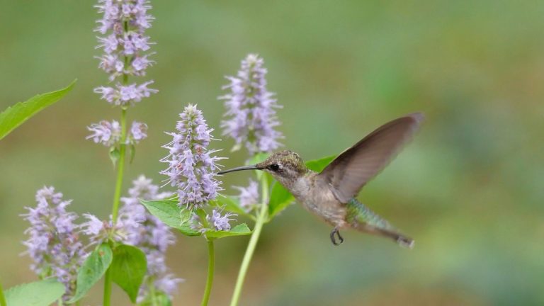 Meilleurs vivaces pour attirer des colibris - 5 fleurs fantastiques à cultiver, comme recommandé par les maîtres jardiniers