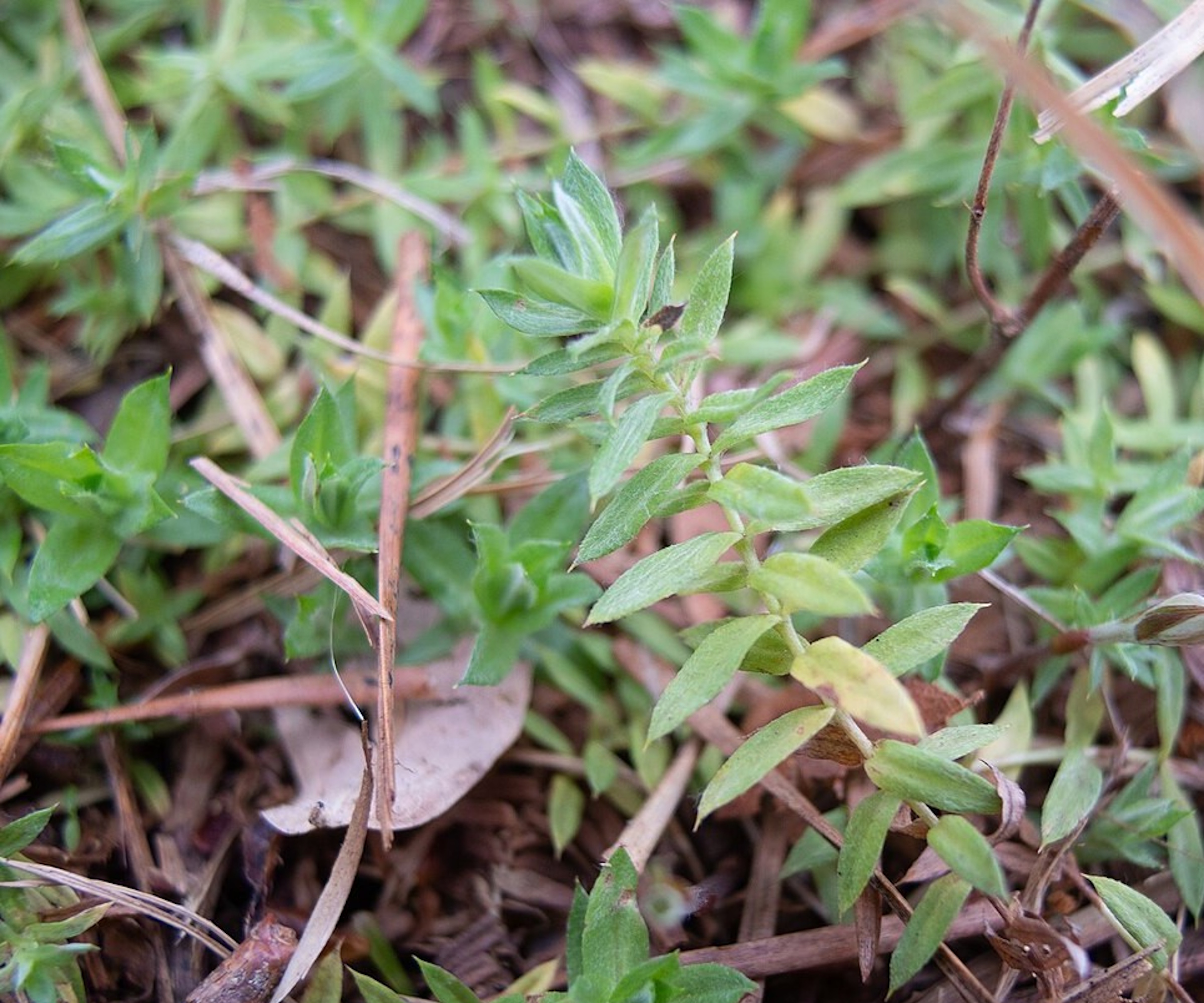 La pelouse pointue de Chevreul, ou les cieux, avec un feuillage vert