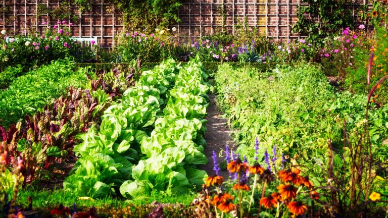 7 des meilleurs légumes à planter en mai, ainsi que des conseils de semis experts d’un producteur professionnel pour les plantes heureuses et les récoltes de pare-chocs A flourishing vegetable garden in summer, with flowers