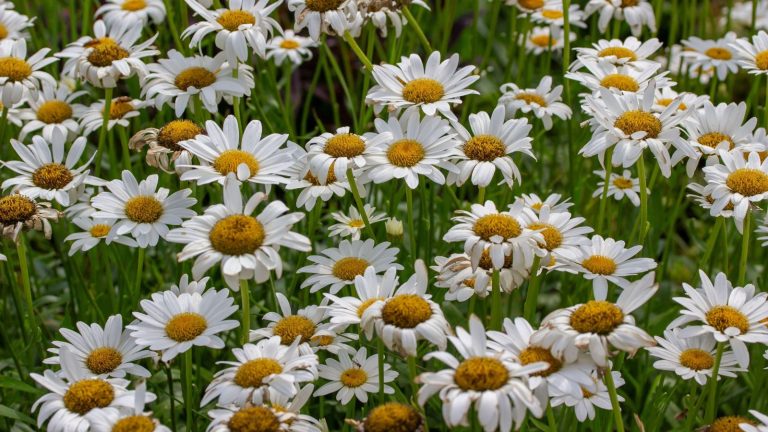 Comment cultiver Shasta Daisy – Un cultivateur expert dit que cette vivace lumineuse fournira un look de fleurs sauvages avec un effort minimal Shasta dasies