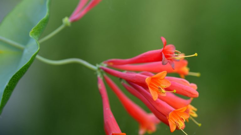 Alternatives indigènes aux glaces invasives – 5 plantes d’escalade nord-américaines avec un feuillage et des fleurs spectaculaires à pousser à la place Coral honeysuckle, or Lonicera sempervirens, a North American native vine with orange, yellow and red trumpet flowers
