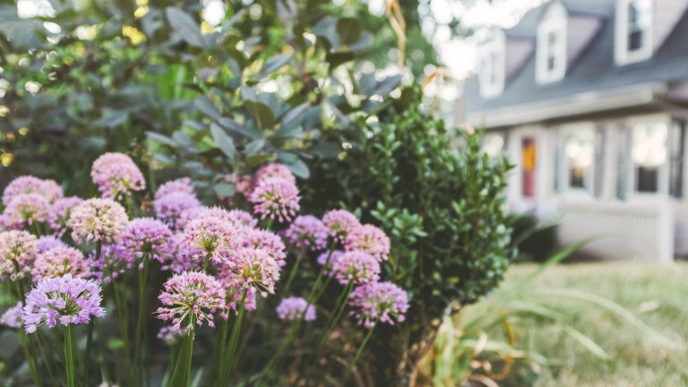 Hornet vs Wasp – Comment repérer la différence et pourquoi il est important pour le succès de la lutte contre les ravageurs et votre sécurité Close up of purple allium blooms on a shrub with foliage and exterior house shot in soft background focus