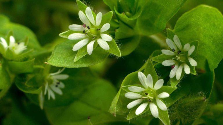 7 Les mauvaises herbes communes à surveiller dans votre arrière-cour – et des conseils d’experts sur la façon de les supprimer common chickweed in flower
