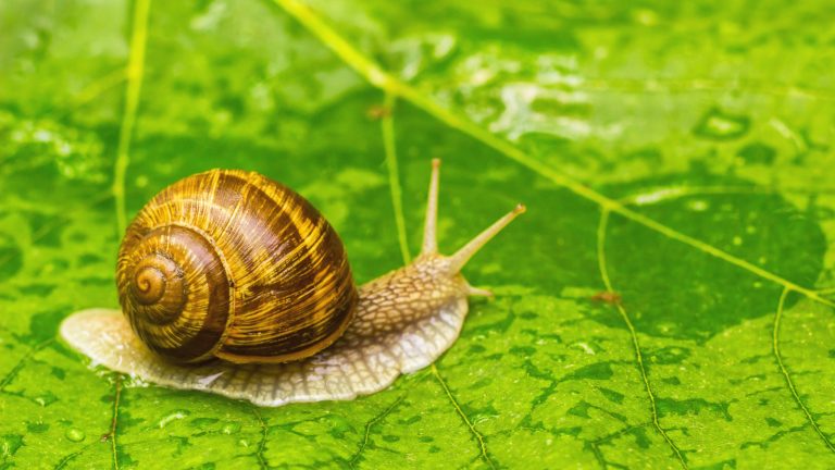 Ce légume commun est la meilleure défense naturelle contre les limaces et les escargots – et vous en avez probablement déjà un dans votre réfrigérateur Snail repellent plants