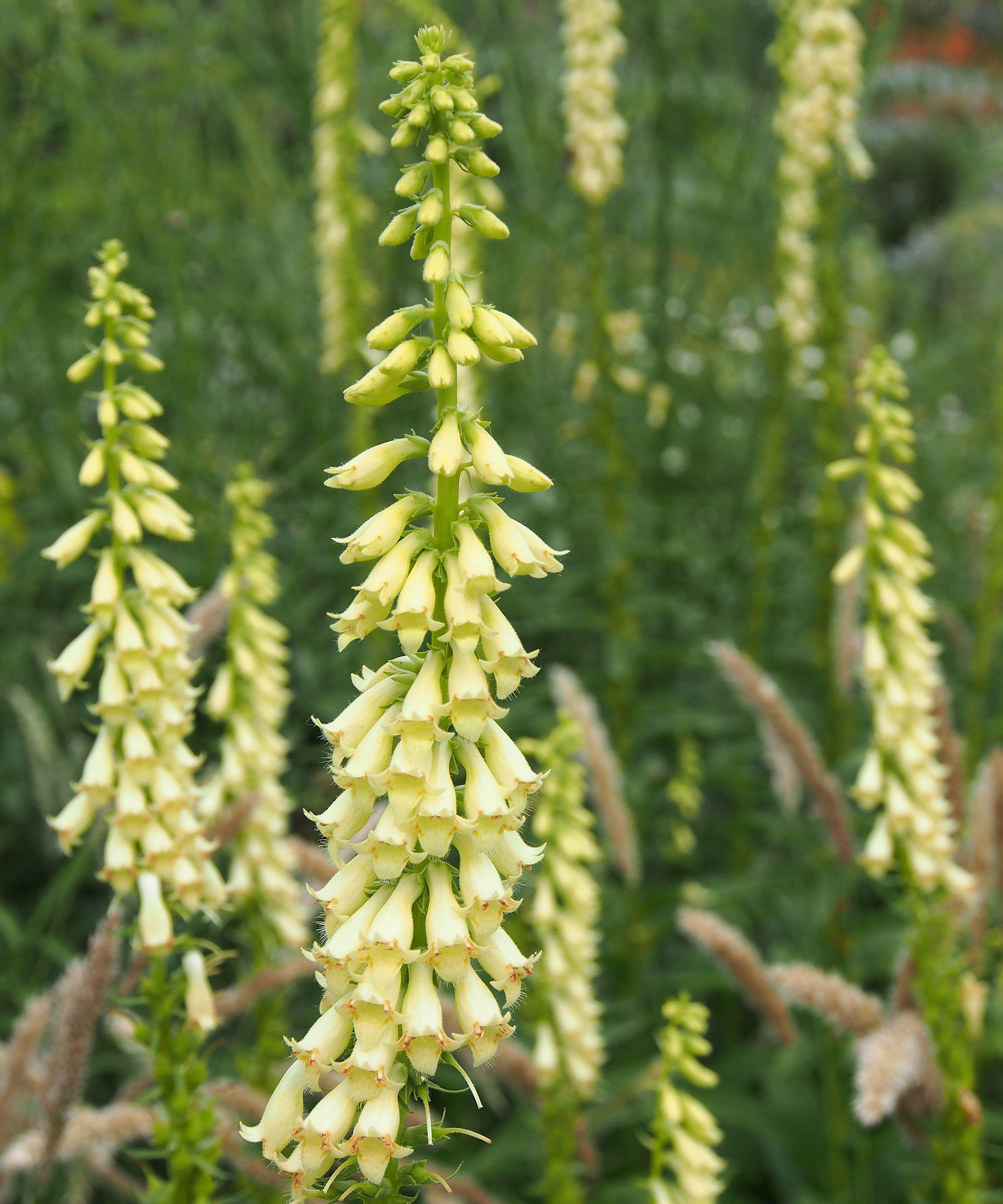Digitalis Lutea (jaune Foxglove)