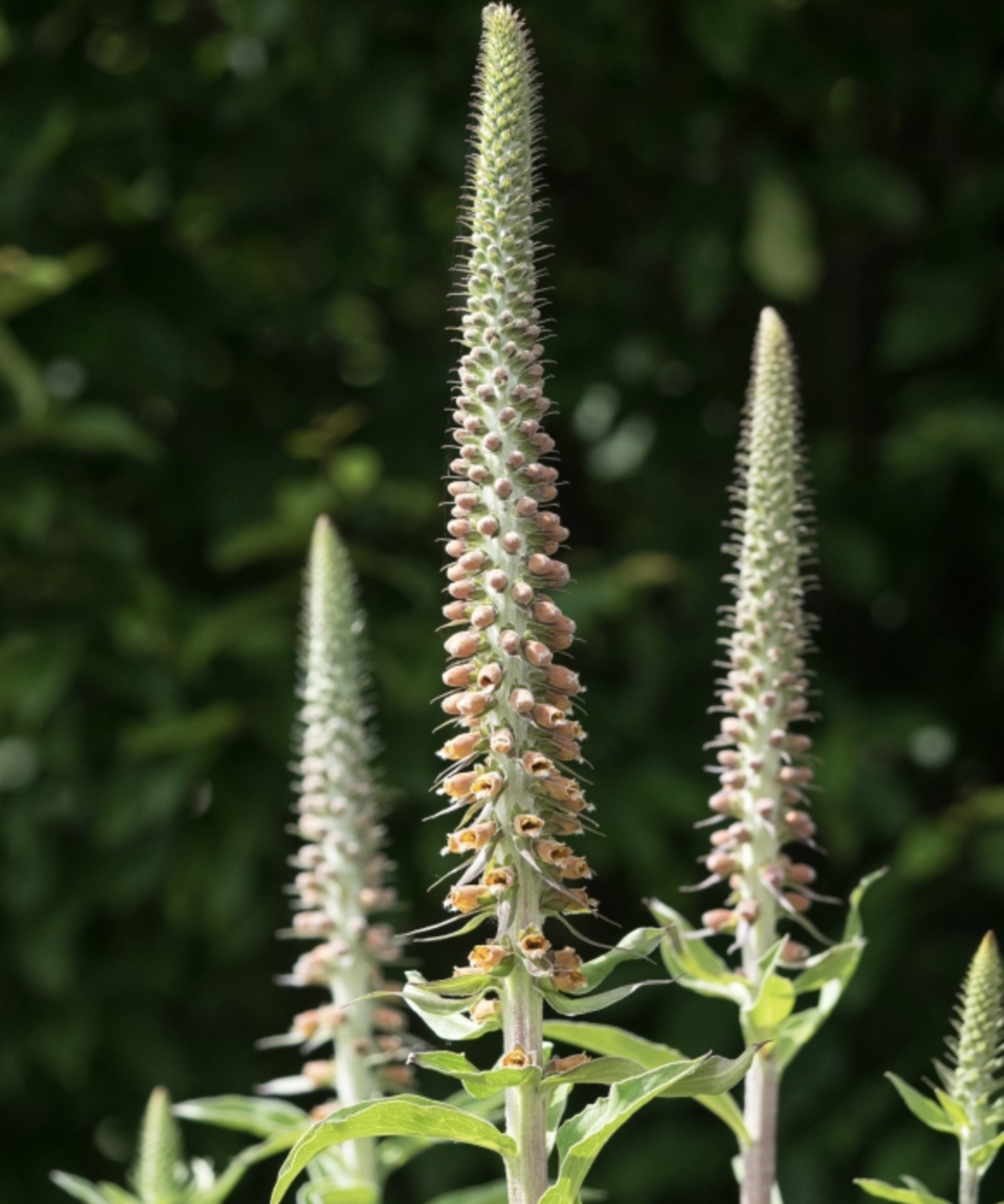 Digitalis Parviflora Jacq