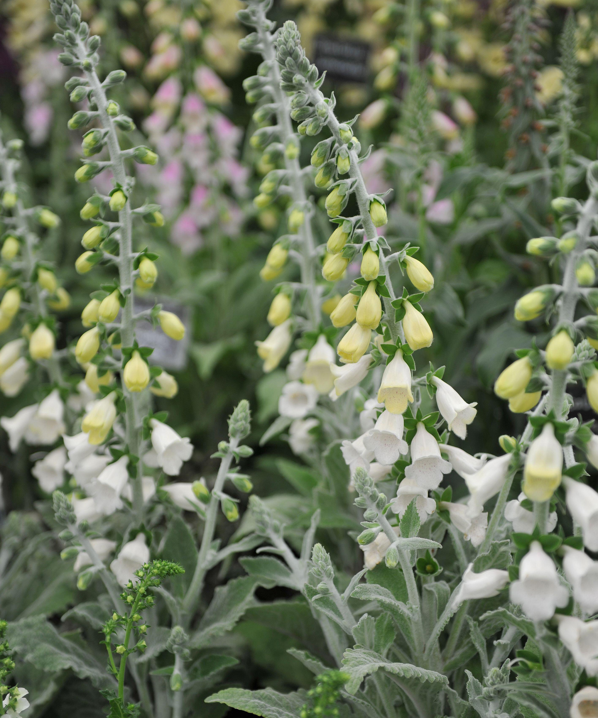 D. purpurea subsp. Heywoodii 'Silver Fox'