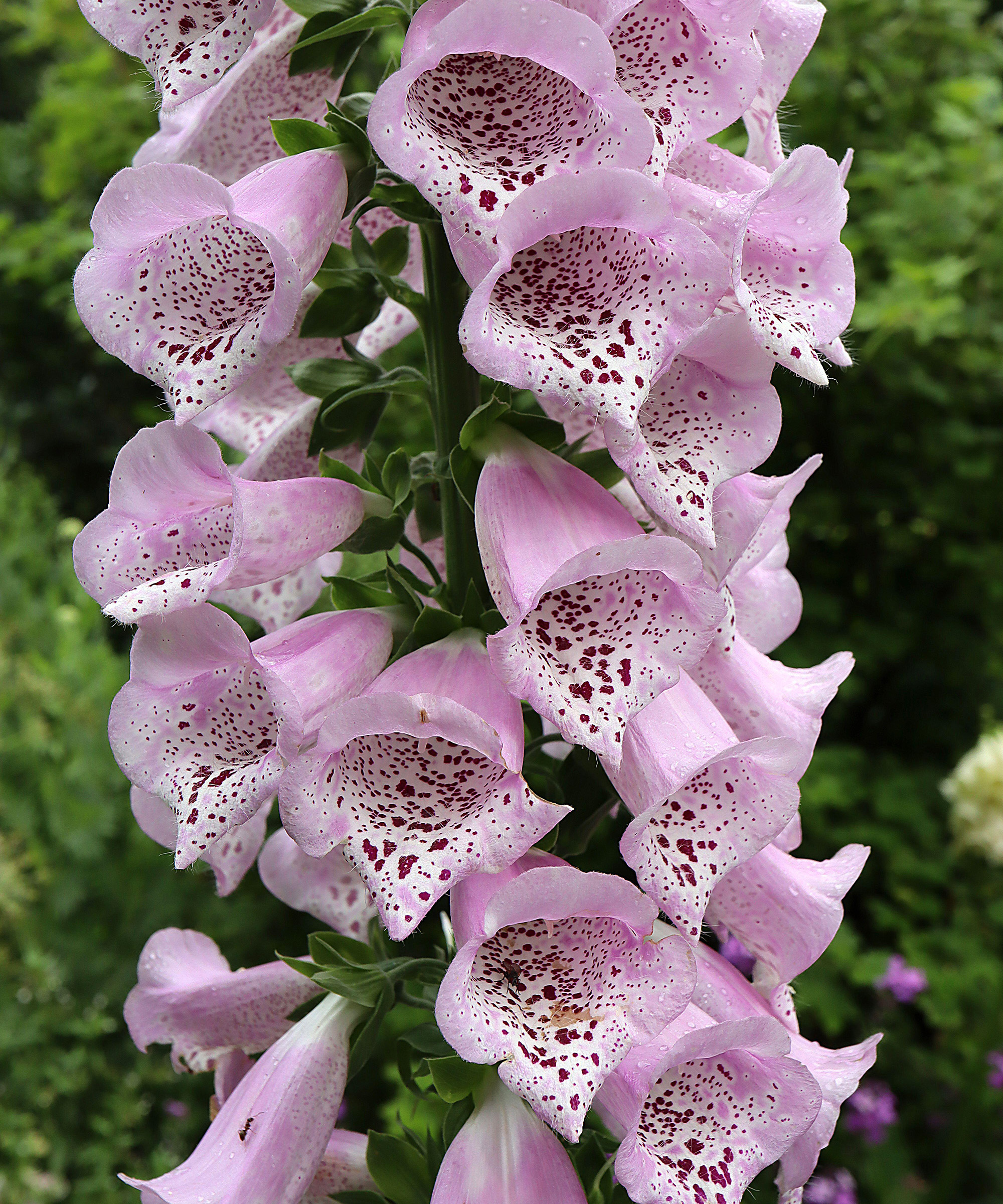 D. purpurea 'Camelot Lavender'