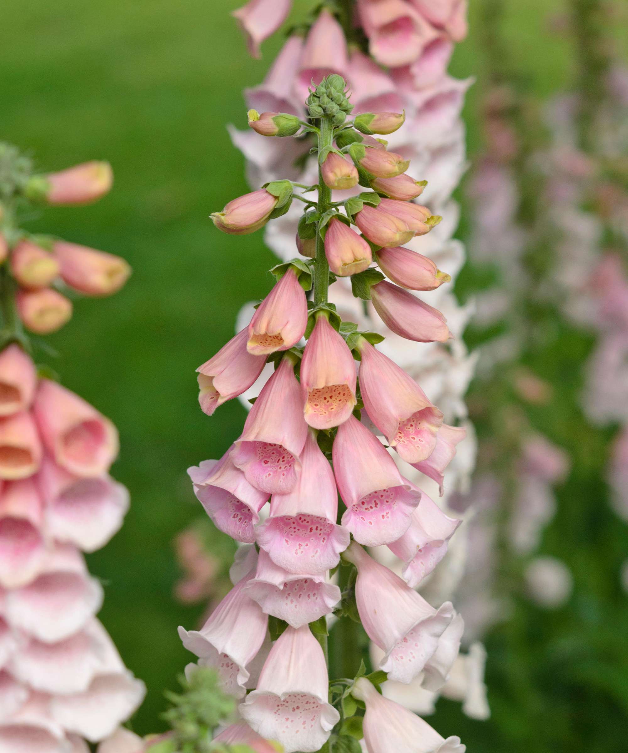 Digitalis purpurea 'rose gin'