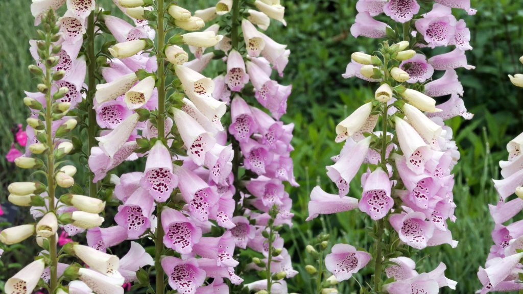 Lavender pink flowers of Foxglove Digitalis purpurea 'Camelot Lavender'