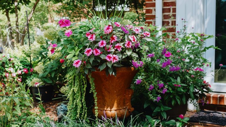 Comment remplir le fond d’un grand planteur – ces matériaux vous feront économiser de l’argent et beaucoup d’efforts lors de la création d’écrans conteneurs A large terracotta planter outside a home filled with pink blooming plants