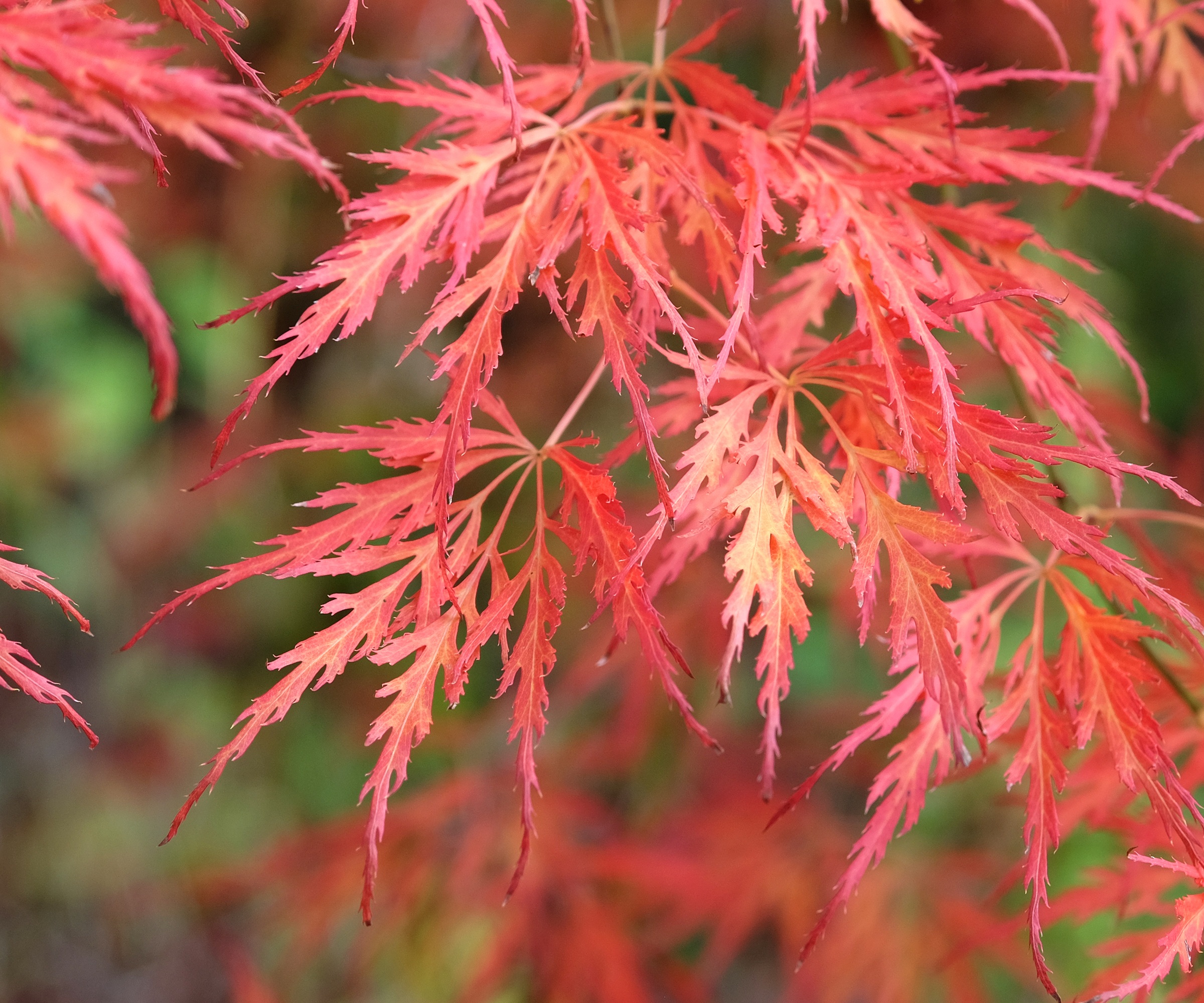 ACER PALMATE