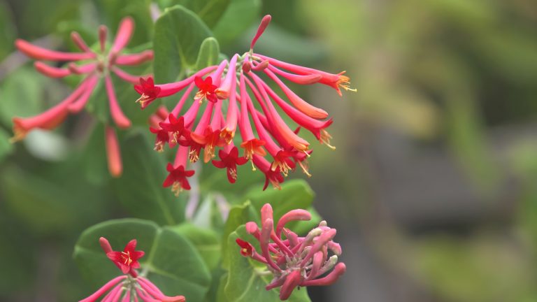 Meilleurs grimpeurs pour attirer des colibris – 5 vignes riches en nectar avec des fleurs vibrantes et colorées pour remplir des pots et des frontières Coral honeysuckle, or Lonicera sempervirens, with coral-red trumpet flowers in summer