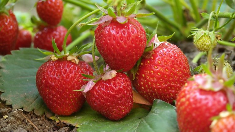 L’hiver est la saison pour faire pousser des fraises en Floride – les producteurs d’experts locaux révèlent comment obtenir de grandes récoltes Red strawberries growing on plants in a garden